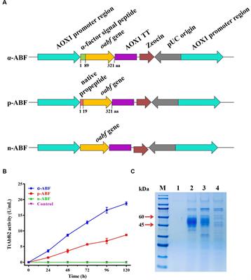 Highly efficient synergistic activity of an α-L-arabinofuranosidase for degradation of arabinoxylan in barley/wheat